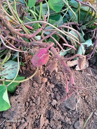 김만호님의 고구마 · 자유게시판 작성글 사진