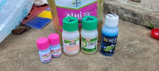 도시농부 박태영님의 고추 · 병해충상담 작성글 사진