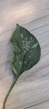 팜모닝 고추·병해충상담 게시글 이미지