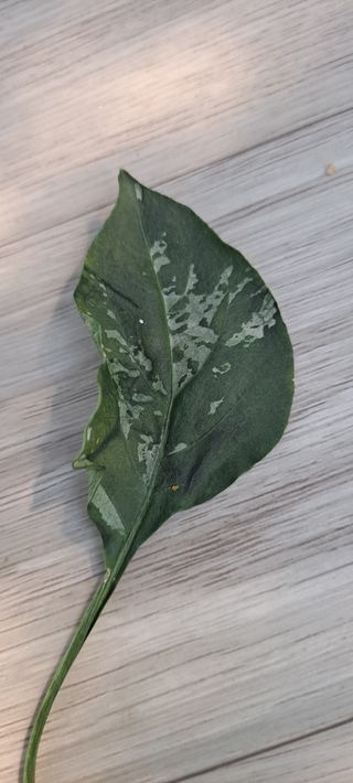 주황산님의 고추 · 병해충상담 작성글 사진