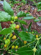 팜모닝 자유주제·자유게시판 게시글 이미지