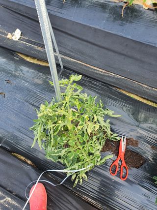 오성순님의 기타작물 · 병해충상담 작성글 사진