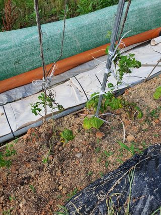 오성순님의 기타작물 · 병해충상담 작성글 사진