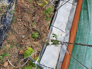 오성순님의 기타작물 · 병해충상담 작성글 사진