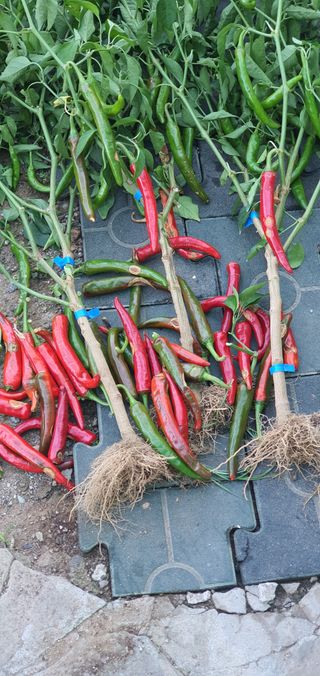 천농부님의 고추 · 일상 작성글 사진