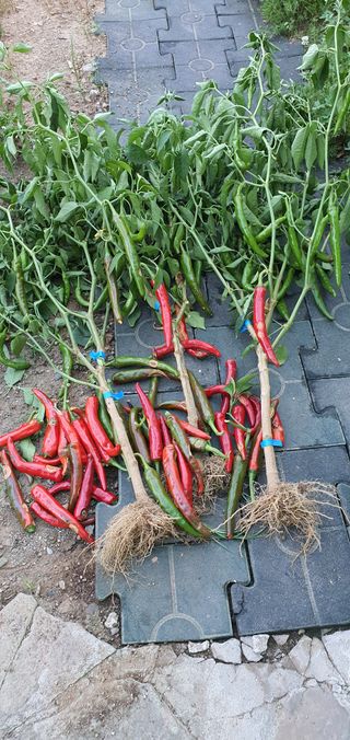 천농부님의 고추 · 일상 작성글 사진