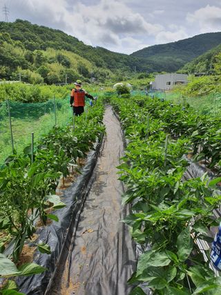 행복하게~님의 고추 · 수확 작성글 사진