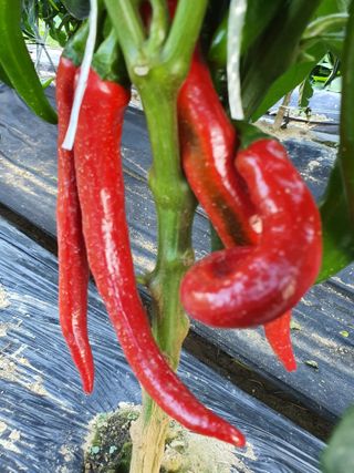 행복하게~님의 고추 · 수확 작성글 사진