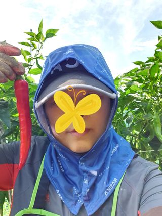 행복하게~님의 고추 · 수확 작성글 사진