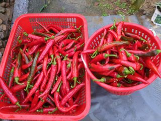 행복하게~님의 고추 · 수확 작성글 사진