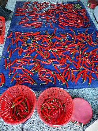 행복하게~님의 고추 · 수확 작성글 사진