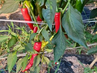 박흥구님의 고추 · 일상 작성글 사진