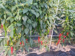 박흥구님의 고추 · 일상 작성글 사진