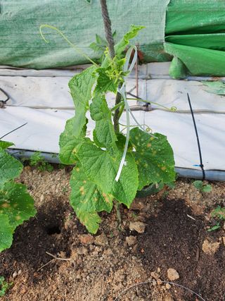 오성순님의 오이 · 병해충상담 작성글 사진