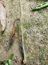 팜모닝 고추·병해충상담 게시글 이미지