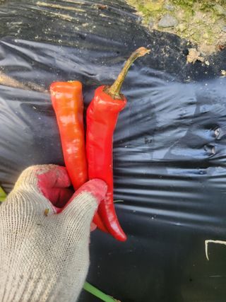 김형련님의 고추 · 병해충상담 작성글 사진