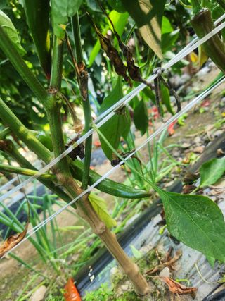 김형련님의 고추 · 병해충상담 작성글 사진