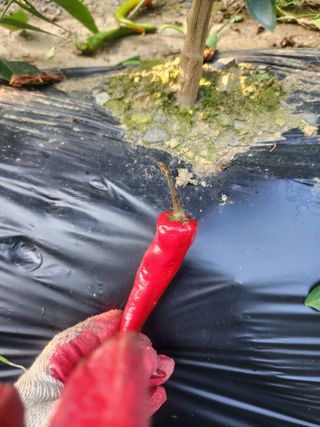 김형련님의 고추 · 병해충상담 작성글 사진