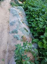 팜모닝 기타작물·자유게시판 게시글 이미지