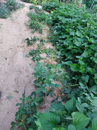 해안로님의 기타작물 · 자유게시판 작성글 사진