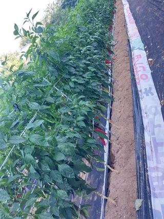 해안로님의 고추 · 수확 작성글 사진