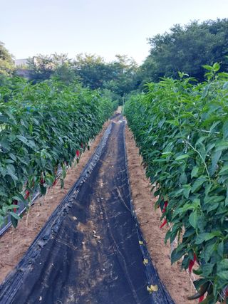 해안로님의 고추 · 수확 작성글 사진