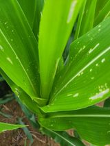 팜모닝 옥수수·병해충상담 게시글 이미지