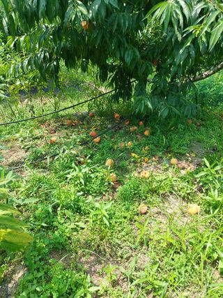 ahnda님의 복숭아 · 영농일지 작성글 사진