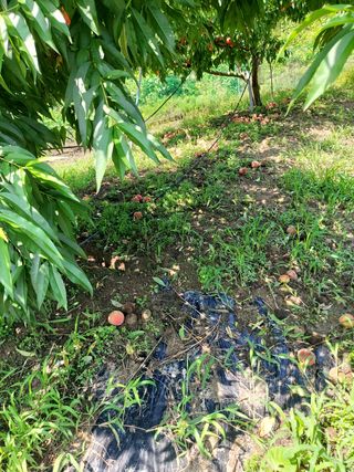 ahnda님의 복숭아 · 영농일지 작성글 사진