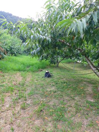 ahnda님의 복숭아 · 영농일지 작성글 사진