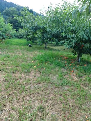 ahnda님의 복숭아 · 영농일지 작성글 사진