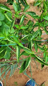 팜모닝 고추·병해충상담 게시글 이미지