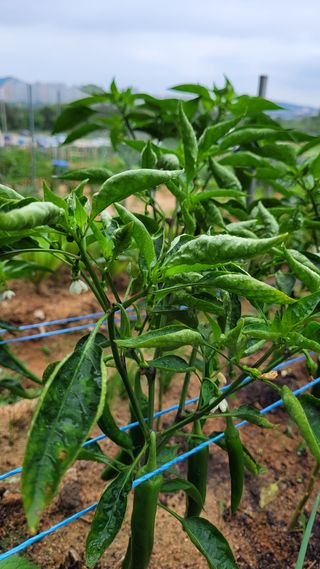 천인환님의 고추 · 병해충상담 작성글 사진