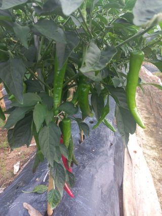 천운님의 병해충 박멸! 살충제 추천 · 참여글 작성글 사진