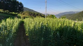 김한일(유랑자)님의 참깨 · 자유게시판 작성글 사진