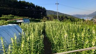 김한일(유랑자)님의 참깨 · 자유게시판 작성글 사진