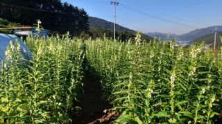 김한일(유랑자)님의 참깨 · 자유게시판 작성글 사진