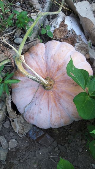 김한일(유랑자)님의 참깨 · 자유게시판 작성글 사진