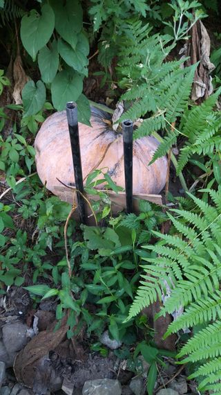 김한일(유랑자)님의 참깨 · 자유게시판 작성글 사진