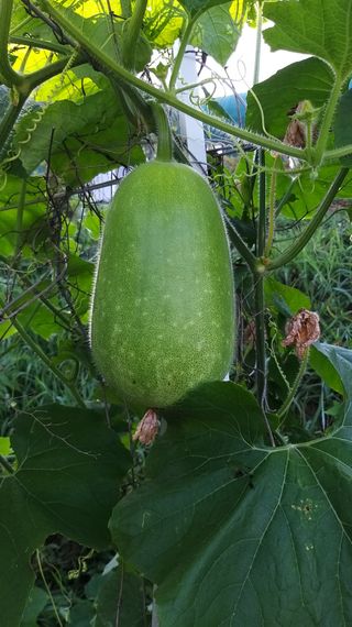 김한일(유랑자)님의 참깨 · 자유게시판 작성글 사진