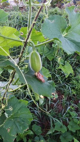 김한일(유랑자)님의 참깨 · 자유게시판 작성글 사진