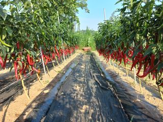 알 수 없음님의 고추 · 수확 작성글 사진