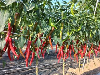 알 수 없음님의 고추 · 수확 작성글 사진