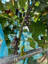 팜모닝 포도·영농일지 게시글 이미지