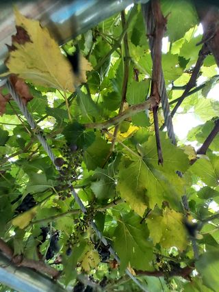 동네유지님의 포도 · 영농일지 작성글 사진