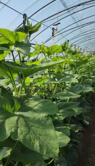 박춘선님의 병해충 박멸! 살충제 추천 · 참여글 작성글 사진