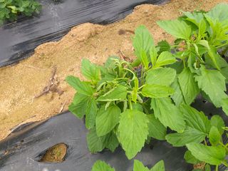 이재수님의 참깨 · 병해충상담 작성글 사진