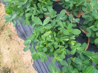 이재수님의 참깨 · 병해충상담 작성글 사진