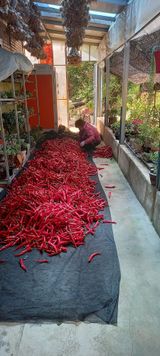 팜모닝 고추·수확 게시글 이미지