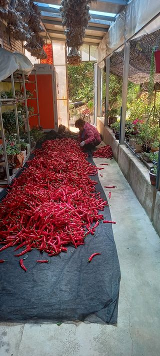 이용호님의 고추 · 수확 작성글 사진